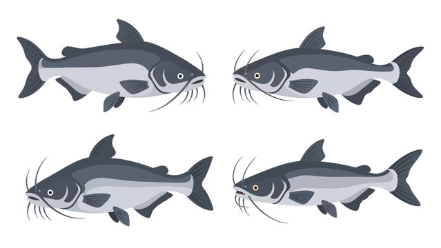Four Cartoon Catfish Vector Illustrations. Freshwater fish set with whiskers, isolated on white background.