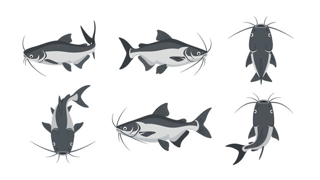 Vector illustration set of catfish from various angles, including side and top views in flat design style.