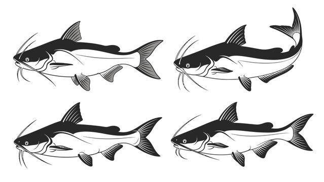 Catfish vector illustrations set. Black and white graphic collection of freshwater fish, ideal for fishing, aquaculture, and aquatic designs.