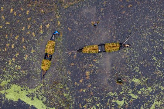 Itna, Bangladesh - 04 May 2026: Aerial view of fishermen in wooden boats transporting harvested crops through a flooded wetland with aquatic plants.