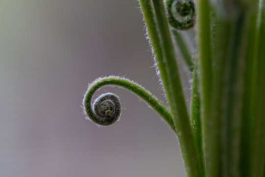 Fiddlehead Fern curl
