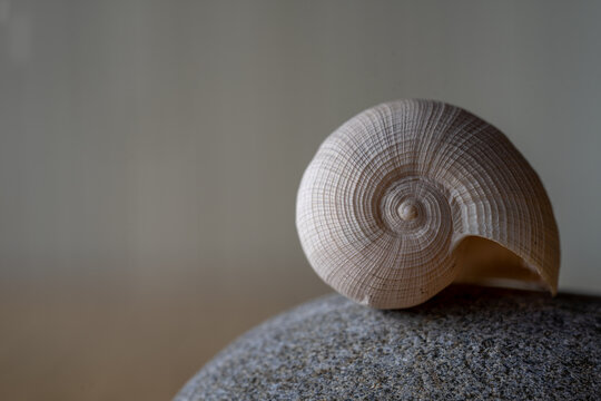 Ficas shell