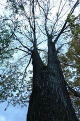 Fototapeta premium trees and sky
