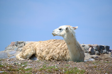 Fototapeta premium Side View Profile of a White Llama Resting on Ground with Blue Sky Background
