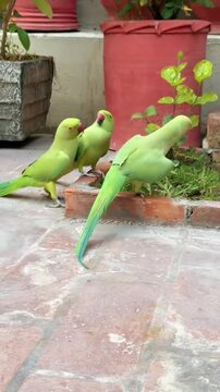 
Three Green Parrots Perched Together in a Garden Setting
