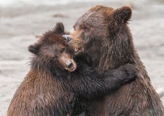 Grizzly Bear Mother and Cub Embracing in the Wild © KeyMT
