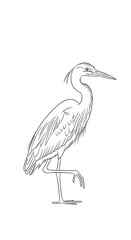 Fototapeta premium Detailed drawing of a heron bird.