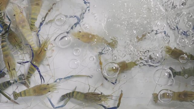 Close up of live giant freshwater prawns in oxygenated water tank. Fresh river shrimps with blue pincers at seafood market. Macrobrachium rosenbergii for commercial aquaculture and culinary purposes.