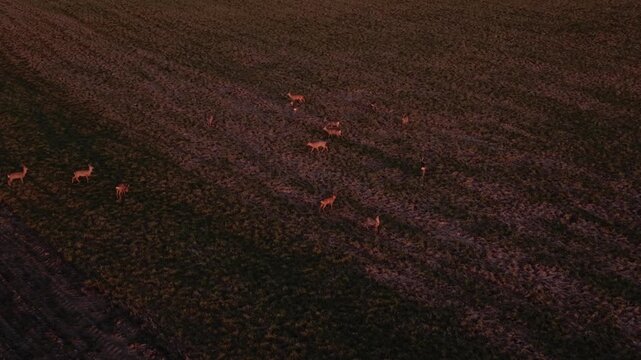 Nightfall Aerial Of Herd Gathering In Open Field With Muted Colors And Soft Highlights, Cinematic Closing Shot Showing Group Cohesion, Textured Earth And Sweeping Rural Vista