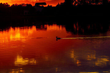 Silhouettes of ducks swimming in a fiery red sunset at Lagunas de Villafranca, Spain. © J.Moreno