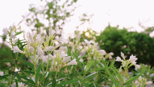 Beautiful white oleander flowers blooming in a lush green garden during golden hour. Soft sunlight and bokeh background create a peaceful nature scene. Perfect for botanical and floral concepts.