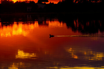 Silhouettes of ducks swimming in a fiery red sunset at Lagunas de Villafranca, Spain. © J.Moreno