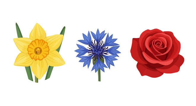 Three botanical flower illustrations featuring a yellow daffodil with green leaves, a blue cornflower with a stem, and a red rose blossom isolated on a plain white background.