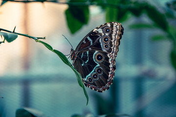 Dreamy blue morpho butterfly © Patrick