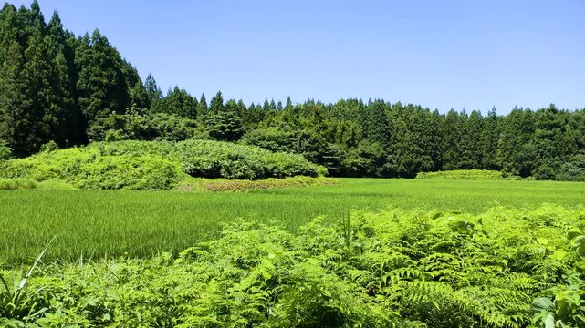 初夏の東北の山間部に広がる青々とした水田