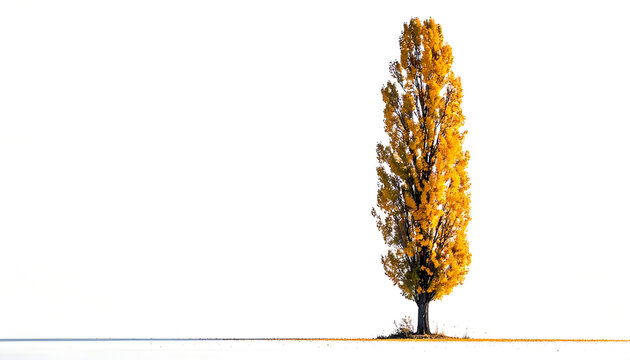 Tall poplar tree with golden yellow autumn leaves on white background