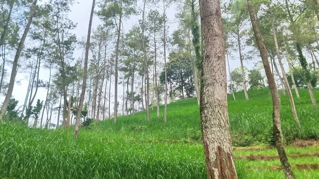 Sustainable Timber Plantation with Rows of Tall Sengon Trees in Production Forest