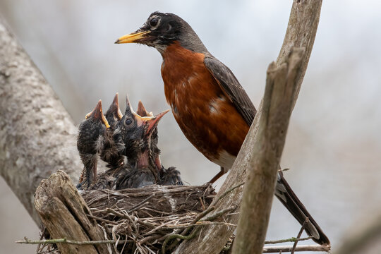 American Robin Bird (Turdus migratorius) Caring for Chicks in Tree Nest, Wildlife Photography.