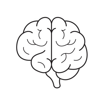 Anatomical Front View Outline Icon of Human Brain Hemispheres Representing Neurology Psychology and Central Nervous System Function Concepts