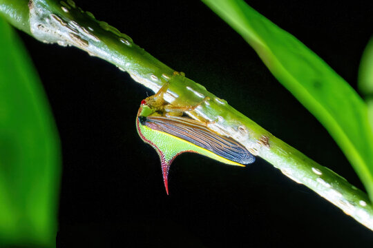 Tree Hopper (Hemiptera sp.) at night, commonly called a Thorn Bug or Thorn Hopper at  Santa Elena Cloud Forest Reserve, Monteverde, Costa Rica