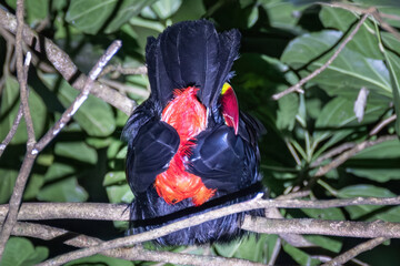 Naklejka premium oucanet sleeping in the branches at night at Santa Elena Cloud Forest, Monteverde, Costa Rica