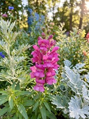 Obraz premium Tall pink snapdragon flower spike blooming in a sunny summer flowerbed with snapdragon, antirrhinum