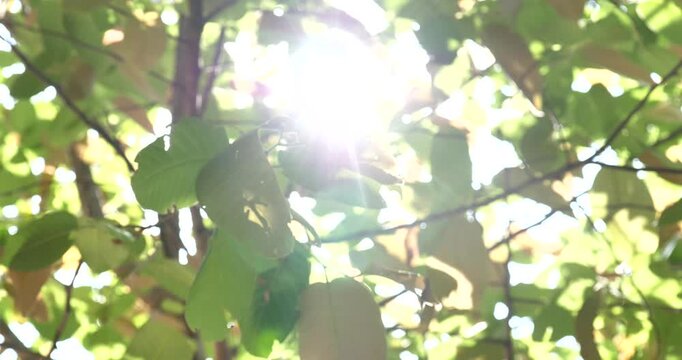 Blur the natural background, leaves rustling in the wind and sunlight shining through.