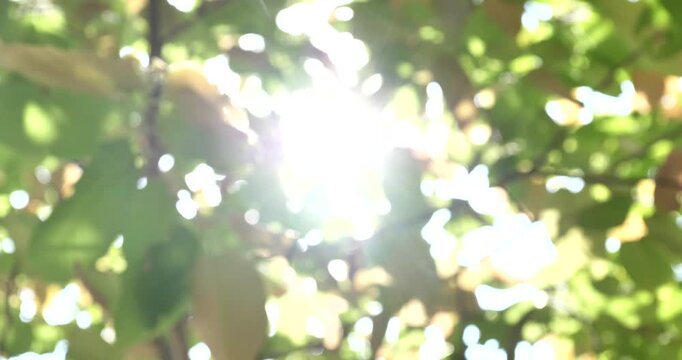 Blur the natural background, leaves rustling in the wind and sunlight shining through.