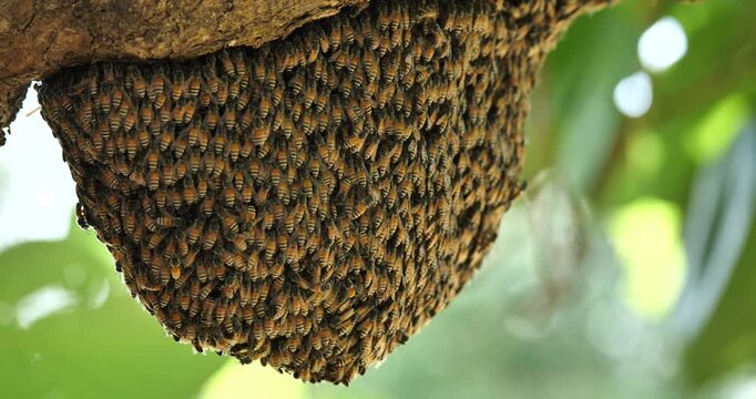 Closely connected, a group of bees on a hive to nature, to the ecosystem.
