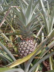 Obraz premium pineapple in the garden
