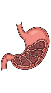 Human stomach anatomy illustration.