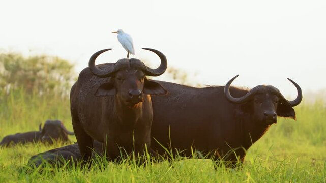 Two Wild African Buffaloes with Cattle Egret on its back looking straight into the camera standing in Chobe National Park, Botswana, South Africa. 