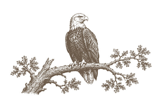 Majestic eagle perched on tree branch vector illustration, vintage hand drawn engraving style bird of prey for wildlife and emblem design.