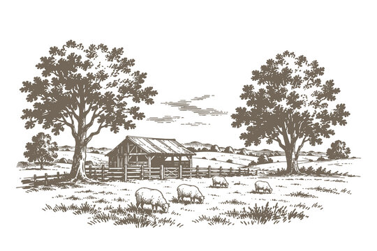 Traditional farm barn with sheep in meadow landscape vector illustration, hand drawn engraving style agriculture scene for organic branding.