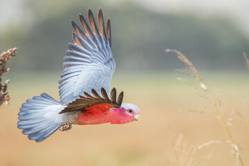 Galah or Eolophus roseicapilla flying over the crop fields at Warrell View Creek in Queensland. © Rob D Wildlife