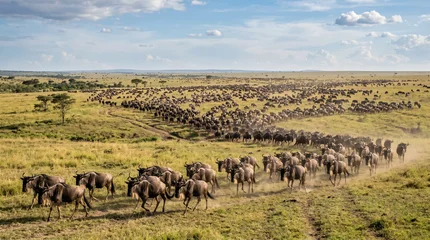 Fototapeten Antilope Wildebeest aka Gnu Huge Herg in Migration on Grassland in African Savanna, Tanzania.   © pinan