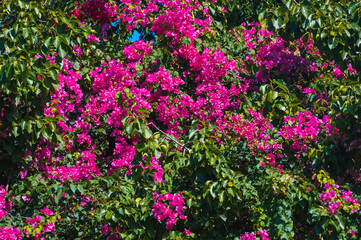 Fototapeta premium Bright pink bougainvillea flowers blooming in tropical garden sunlight
