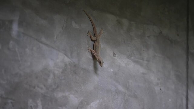 House lizard on wall, a lizard and it's raining.