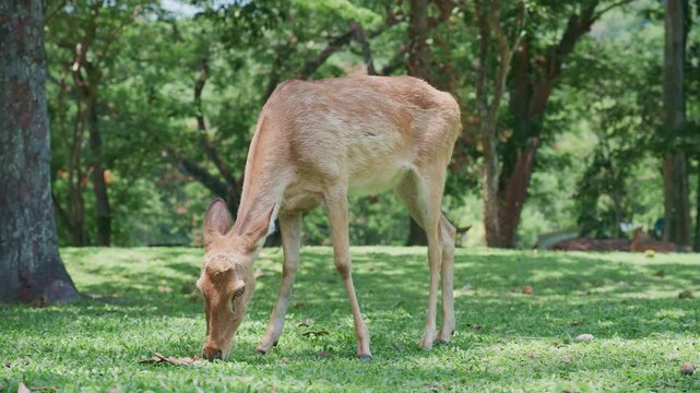 4K Wild deer grazing in a natural park environment.	