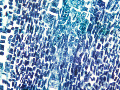 This is a micrograph of a maize seed cell. This represents the cytological morphology of the rhizome or taproot.Magnify 400x