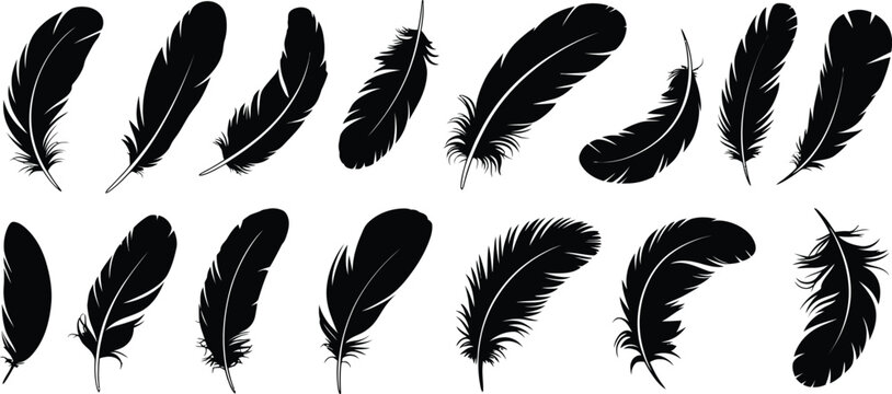 Bird, feather design set with fluffy swan plumage and soft feather elements, decorative pen style vector illustration collection.