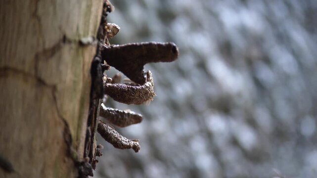 Termites are flying out of the nest; ecosystem.