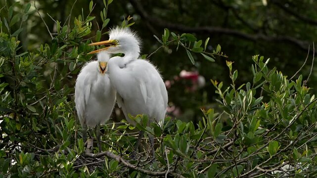 Two great egret chicks at a nest in a rookery