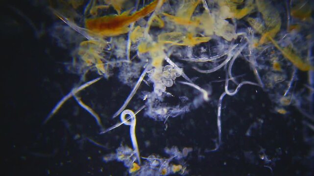 Nematodes moving slowly in water droplet under 40x magnification darkfield microscopy. 4K scientific microscopy footage.