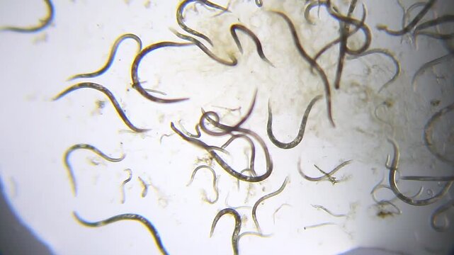Nematodes actively moving in water droplet under 40x magnification brightfield microscopy. 4K scientific microscopy footage.