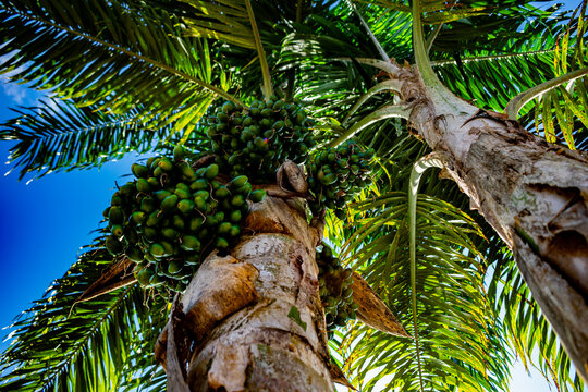 Productive Pupunha Palm (Bactris gasipaes) Under Blue Sky - Apui-Amazonas, Brazil