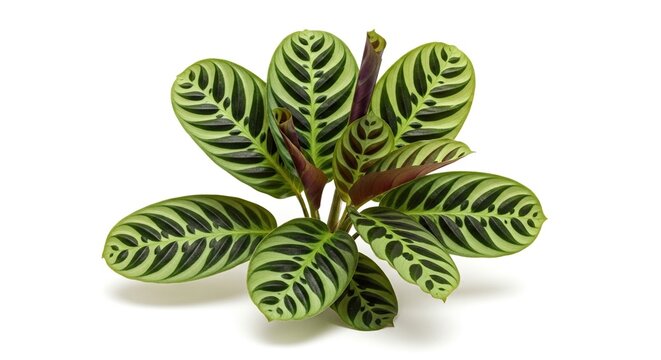 Zebra Plant Calathea - Striking Tropical Foliage on White Background.