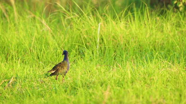western swamphen (known as Purple Swamphen) (Porphyrio porphyrio) forging in swamp