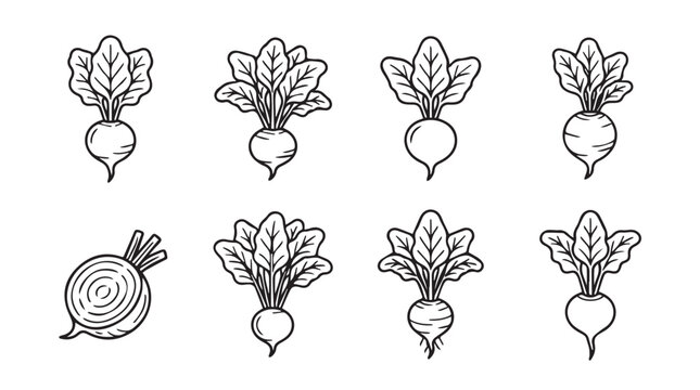 Set of beetroot vegetables with hand drawn beetroot vegetable illustration collection ingredient agriculture botanical nutrition culinary garden-fresh