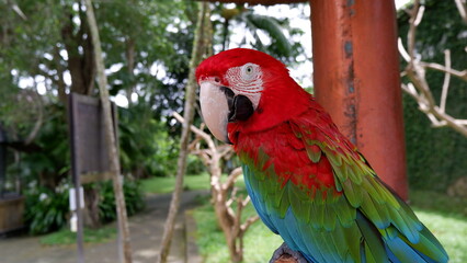 Fototapeta premium Colorful macaw parrot perched on wooden stand in tropical park. Exotic bird with vibrant red, blue, and green feathers, wildlife photography, nature and animal conservation concept. 